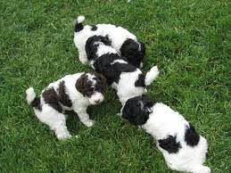This list is updated as puppies are sold or born. Std Parti Poodle Puppies Only 2 Left For Sale In Elgin Illinois Classified Americanlisted Com