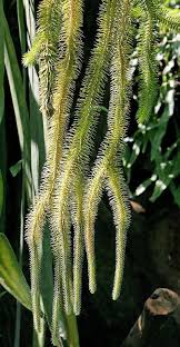 Image result for Huperzia gnidioides