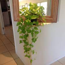 Lime Green Heart Leaf Philodendron Indoor Plants Heart Leaf Philodendron Plants