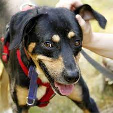 Pin Auf Hund Adoptieren Aus Dem Tierheim