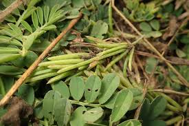 Image result for Indigofera spicata