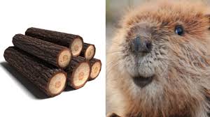 Image result for log