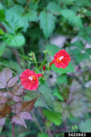 Image result for Ipomoea hederifolia