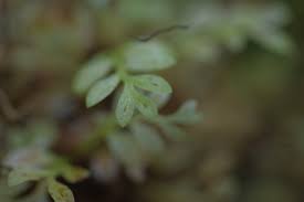 Image result for Asplenium hypomelas