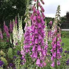 Image result for Digitalis purpurea