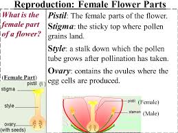 The main flower parts are the male part called the stamen and the female part called the pistil. Male Flower Parts 1 Stamen Anther Filament Ppt Video Online Download