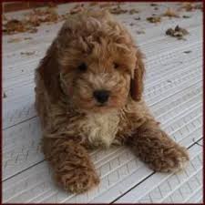 Black Bichon Frise Puppy Bichon Frise Puppies Brown Google Search Bichon Frise Puppy Bichon Frise Dogs Puppy Time