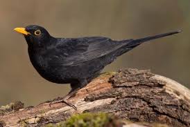 Portrat Einer Mannlichen Amsel C Marcus Bosch Vogel Im Garten Einheimische Vogel Lustige Haustiere