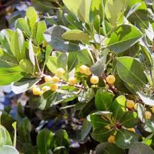 Image result for Turraea robusta