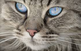 When interpreting cats as dream symbols, it is important to rely on your own association with these animals because different people feel differently about them. Biblical Meaning Of Cats In Dreams Interpretation And Meaning