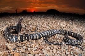 Its body, which is about 4 feet long, has black, brown and white stripes. Nature In Stock
