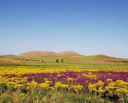 Image result for Thesium wilczekianum