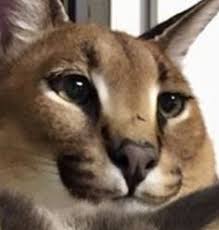 We did not find results for: 47 Floppa Ideas In 2021 Caracal Cat Caracal Cats