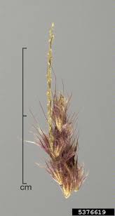 Image result for Cenchrus polystachios