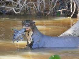 13 rare animals that are teetering on the brink of extinction. Rare Animals That Are Almost Extinct