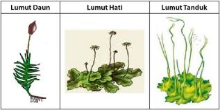 Tumbuhan berkromus merupakan tumbuhan yang memiliki akar, batang, dan daun yang sejati, jadi yang termasuk tumbuhan berkromus adalah lumut. Daur Hidup Tumbuhan Lumut Bryophyta Idschool