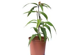 Image result for Dalechampia capensis