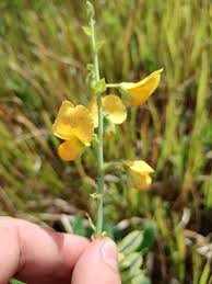 Image result for Crotalaria natalitia
