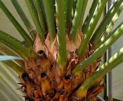 Image result for Cycas thouarsii