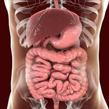Organs That Make Up The Digestive System