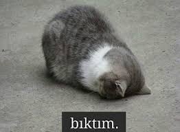 14 Subat In Takvimlerden Sonsuza Dek Silinmesi Gerektiginin 15 Hakli Nedeni Yemek Com Komik Kedi Resimleri Sevimli Kedi Yavrulari Komik Hayvan