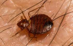 Early detection is key to protecting you against bed bugs, and our trained professionals will provide a thorough inspection. Blog Why You Should Call The Pros If You Have Bed Bugs In Your Utah County Home