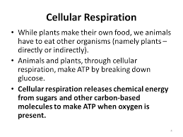 Check spelling or type a new query. Cellular Respiration An Overview Ppt Video Online Download