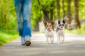 Lost Found Dogs And Cats Humane Society Of Charlotte