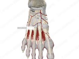 Image result for Pedistylis