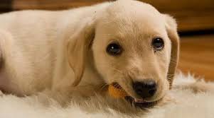 Lunettes Toujours Sales L Astuce Pour Qu Elles Restent Impeccables 3 Fois Plus Longtemps Friandises Chien Recettes Pour Chien Laisse Pour Chien