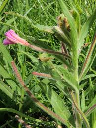 Image result for Epilobium hirsutum