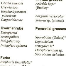 Image result for Blepharispermum pubescens