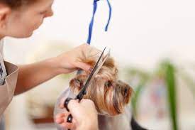 Maybe you would like to learn more about one of these? Merryfield Pet Grooming Blog Article Topic Archives