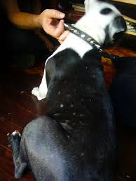 If your canine friend is losing hair, there is a strong possibility he has a skin condition. Hair Loss And Crusty Dry Skin What Is It Boogie S Blog