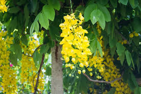 Please check other species of the genus and distribution of the plants in. 30 Types Of Yellow Flowers A To Z Photos And Info Home Stratosphere