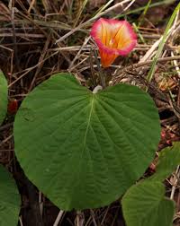 Image result for Stictocardia