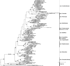 Image result for Momordica pterocarpa