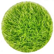 Image result for Trichostachys microcarpa