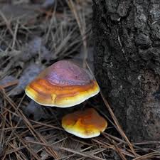Image result for Ganoderma lucidum