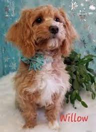 11 Doxiepoo Dogs Ideas In 2021 Doxiepoo Dogs Dachshund