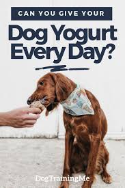 Can I Give My Dog Yogurt Every Day Find Out If Dogs Should Eat Yogurt And What The Benefits Are Learn Healthy Dog Food Brands Dog Food Recipes Grain Free Dog