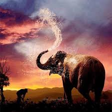 5d Diy Full Diamond Painting Animal Baby Elephants Spraying Water Diamond Embroidery Cross Stitch Home Decoration Christmas Gift Diamond Painting Cross Stitch Aliexpress