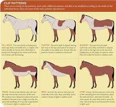 Types Of Equine Body Clips