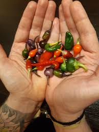 I got out of la grange. The Tiny Fruits Of My Labour Pepperlovers
