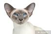 Flame Point Siamese: What You Need to Know About This ...