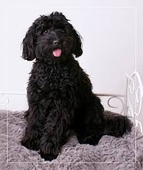 Image result for labradoodle