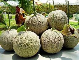 Nikmat sungguh kalau makan buah rock melon yang manis dan sejuk. Ini 2 Teknik Terbaik Nak Tanam Rock Melon Dalam Pasu Yang Ramai Tak Tahu