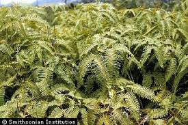 Image result for Gleicheniaceae