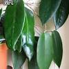 The leaves are of similar shapes, sizes and fuzz factors. 1