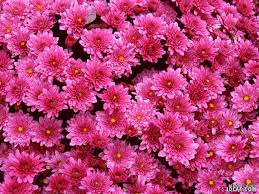 ورد جمييل باللون الزهري صور ورود وردية ورود متنوعة جميلة باللون